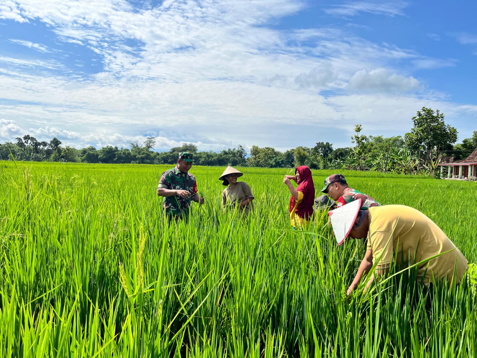Babinsa Dan Petani Pantau Perkembangan Tanaman Padi Umur 30 Hari