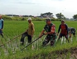TNI Bantu Petani Bersihkan Gulma Tanaman Padi