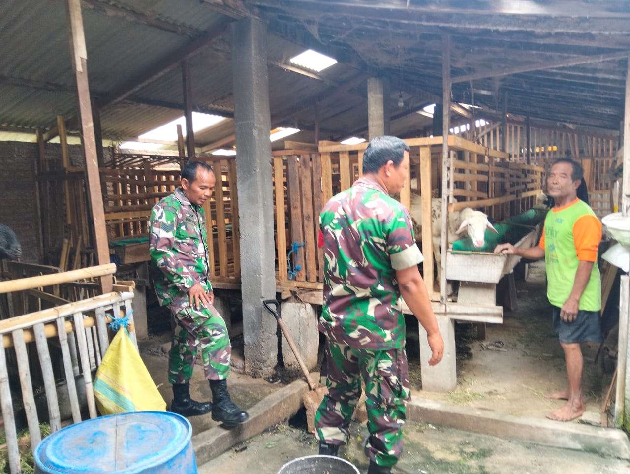 Babinsa Pantau Peternak Kambing, Pastikan Kesehatan Hewan Terjaga