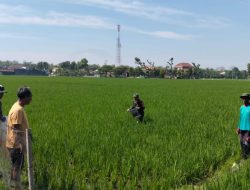 Babinsa Dampingi Pemupukan Padi di Hamparan Sawah yang Menghijau