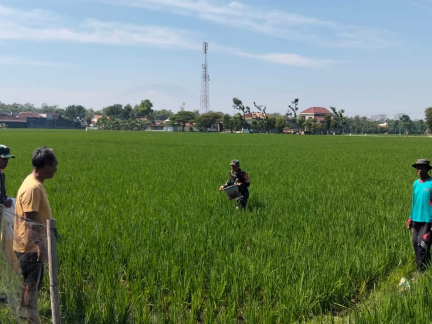 Babinsa Dampingi Pemupukan Padi di Hamparan Sawah yang Menghijau