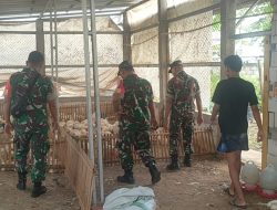 Thoyibi Laksanakan Pengecekan Kesehatan Ayam Pedaging, Tanyakan Kendala yang Dihadapi