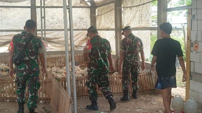 Thoyibi Laksanakan Pengecekan Kesehatan Ayam Pedaging, Tanyakan Kendala yang Dihadapi