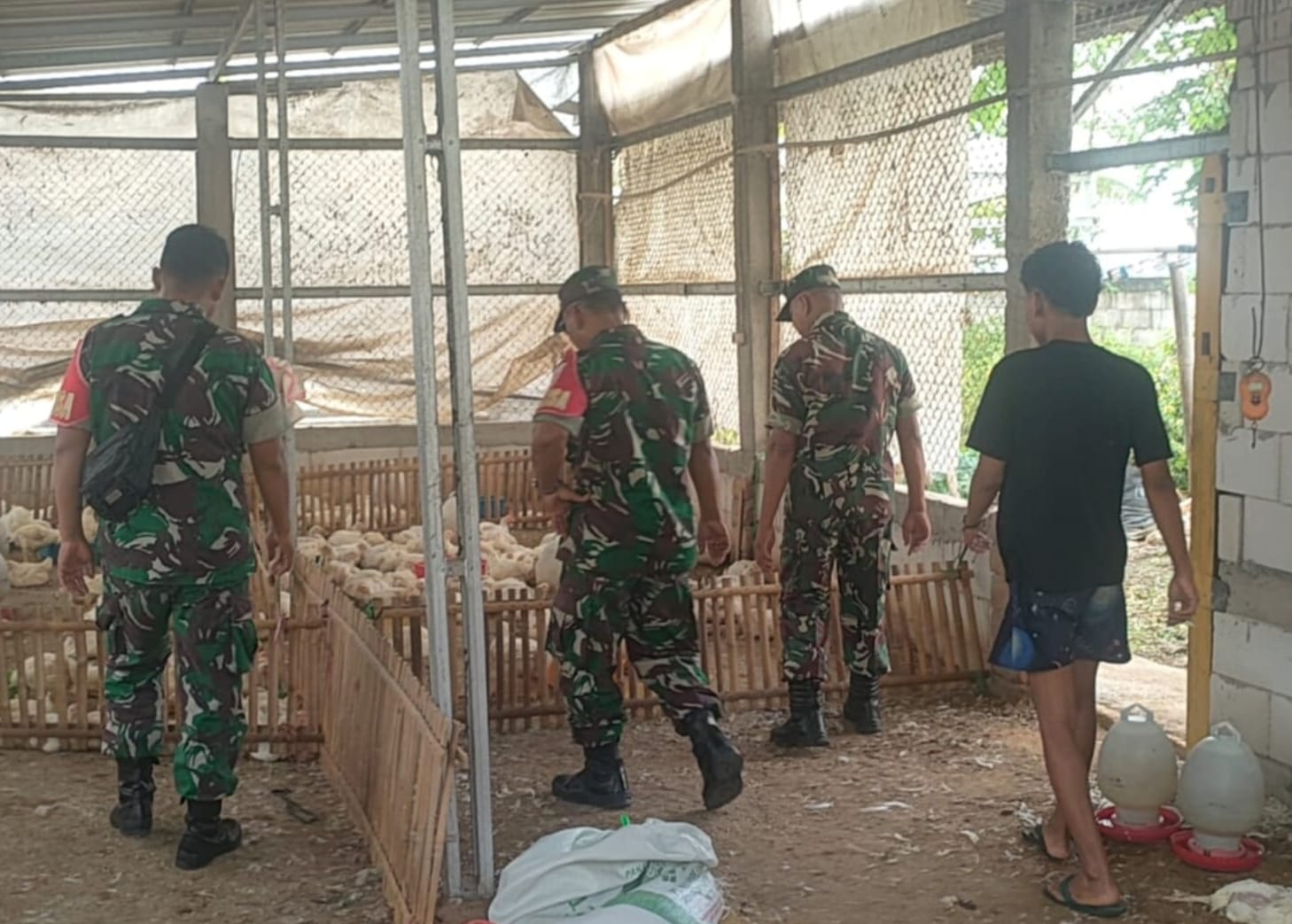 Thoyibi Laksanakan Pengecekan Kesehatan Ayam Pedaging, Tanyakan Kendala yang Dihadapi