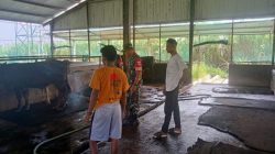 Serka Andreas Pantau Kondisi Hewan dan Kandang Milik Nurman