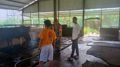 Serka Andreas Pantau Kondisi Hewan dan Kandang Milik Nurman