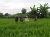 Babinsa Lakukan Pemantauan Tanaman Padi untuk Cegah Serangan Hama