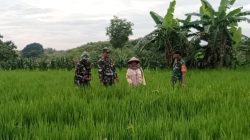 Babinsa Lakukan Pemantauan Tanaman Padi untuk Cegah Serangan Hama Babinsa Lakukan Pemantauan Tanaman Padi untuk Cegah Serangan Hama