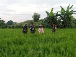 Babinsa Lakukan Pemantauan Tanaman Padi untuk Cegah Serangan Hama