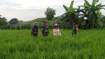 Babinsa Lakukan Pemantauan Tanaman Padi untuk Cegah Serangan Hama Babinsa Lakukan Pemantauan Tanaman Padi untuk Cegah Serangan Hama