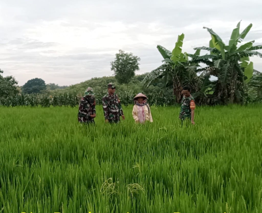 Babinsa Lakukan Pemantauan Tanaman Padi untuk Cegah Serangan Hama