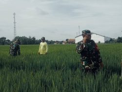 Babinsa Dan Petani Pantau perkembangan Tanaman Padi