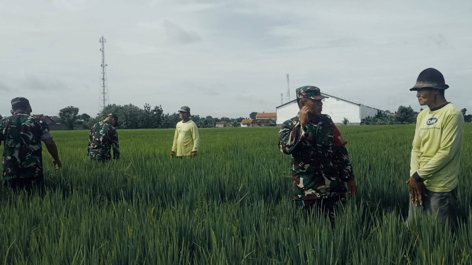 Babinsa Dan Petani Pantau perkembangan Tanaman Padi