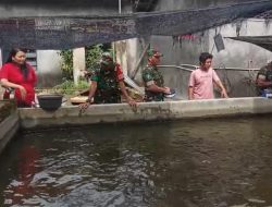 Babinsa Memantau Peternak Lele, Berikan Motivasi Kembangkan Usaha
