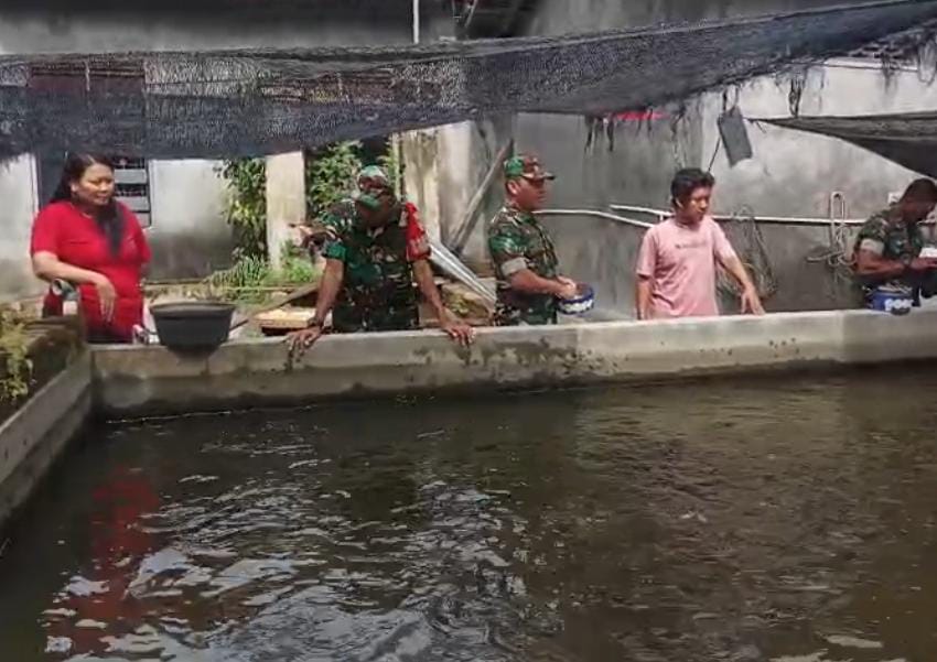 Babinsa Memantau Peternak Lele, Berikan Motivasi Kembangkan Usaha