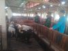 Babinsa Imbau Warga Segera Lapor Jika Ditemukan Penyakit pada Hewan Kambing      