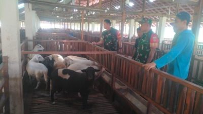 Babinsa Imbau Warga Segera Lapor Jika Ditemukan Penyakit pada Hewan Kambing      