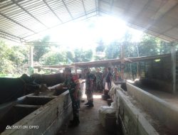 Danramil Tinjau Peternakan Sapi Cek Ketersediaan Pakan