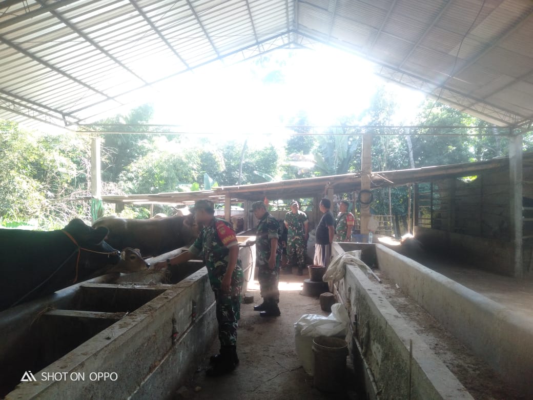 Danramil Tinjau Peternakan Sapi Cek Ketersediaan Pakan