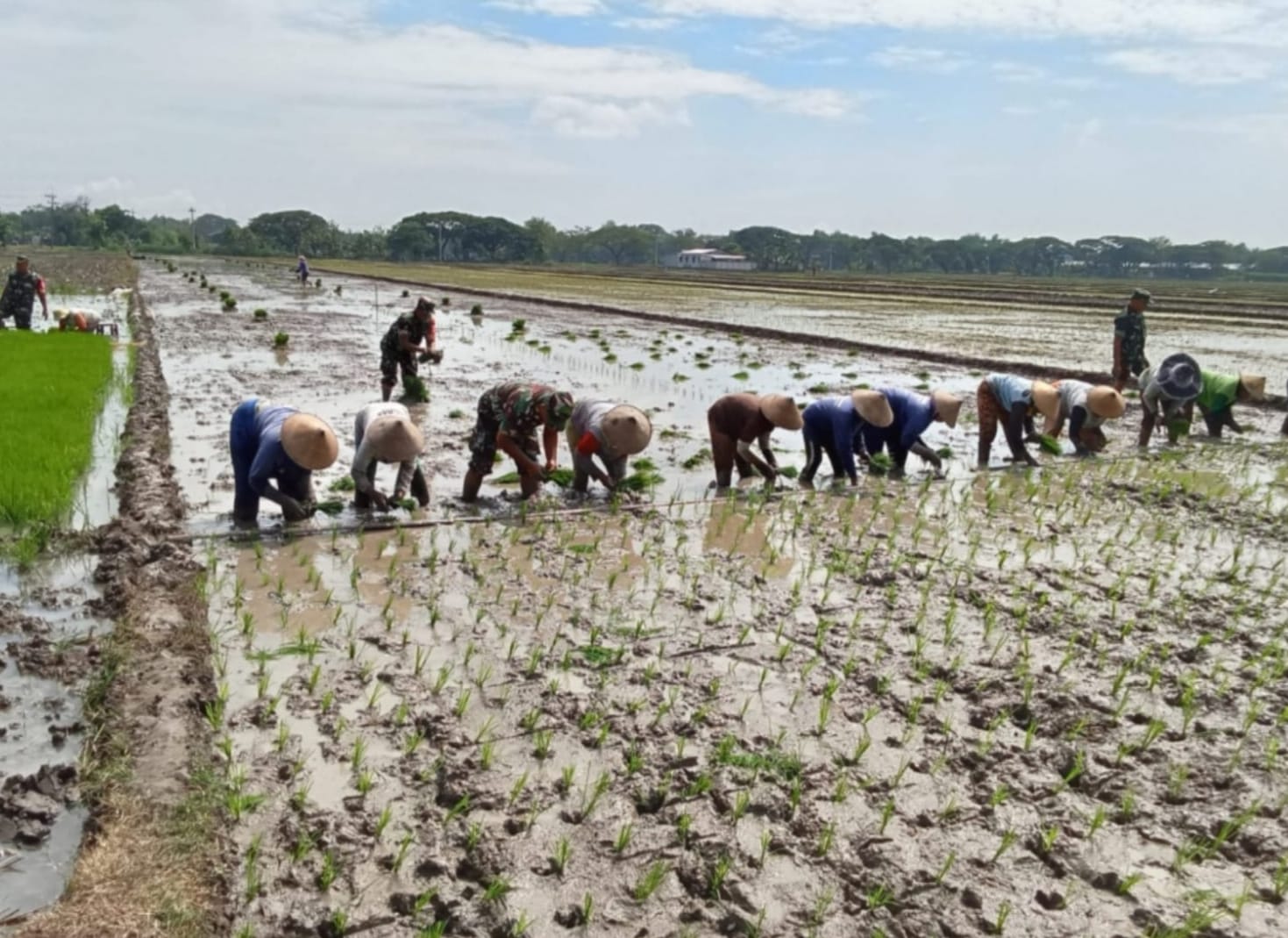 Babinsa Bergelut dengan Lumpur, Semangat Tanam Padi Bersama Petani