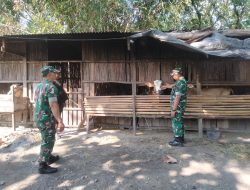 Babinsa Pantau Kesehatan Ternak Sapi, Beri Pesan Penting Untuk Peternak
