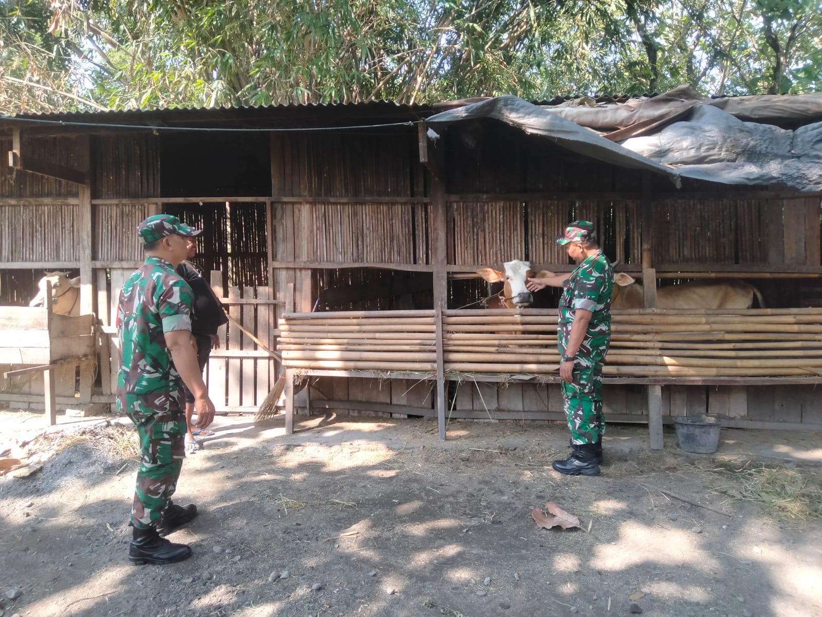 Babinsa Pantau Kesehatan Ternak Sapi, Beri Pesan Penting Untuk Peternak