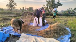 Masa Panen Tiba, Babinsa Tak Segan Turun ke Sawah Bantu Petani