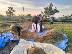 Masa Panen Tiba, Babinsa Tak Segan Turun ke Sawah Bantu Petani