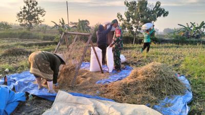 Masa Panen Tiba, Babinsa Tak Segan Turun ke Sawah Bantu Petani
