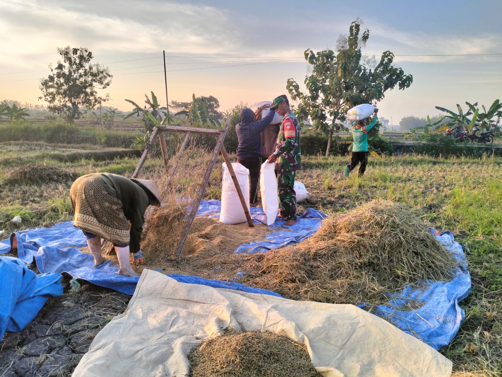 Masa Panen Tiba, Babinsa Tak Segan Turun ke Sawah Bantu Petani