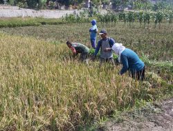 Babinsa Bantu Potong Padi, Sukseskan Masa Panen Petani