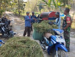 Babinsa Datangi Petani yang Sedang Panen Padi, Wujud Kepedulian di Tengah Sawah