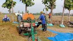 Babinsa Bantu Panen Padi Petani Wujudkan Ketahanan Pangan