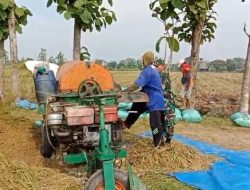 Babinsa Bantu Panen Padi Petani Wujudkan Ketahanan Pangan