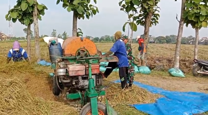 Babinsa Bantu Panen Padi Petani Wujudkan Ketahanan Pangan