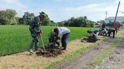Babinsa dan Warga Manfaatkan Lahan Kosong, Gelar Penghijauan
