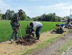 Babinsa dan Warga Manfaatkan Lahan Kosong, Gelar Penghijauan