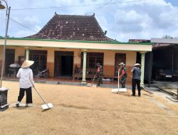 Babinsa Bantu Jemur Padi di Penggilingan, Demi Jaga Kualitas Gabah