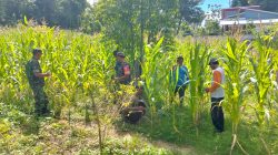 Babinsa Lakukan Pendampingan Pembersihan Rumput di Lahan Jagung Babinsa Lakukan Pendampingan Pembersihan Rumput di Lahan Jagung