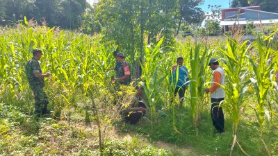 Babinsa Lakukan Pendampingan Pembersihan Rumput di Lahan Jagung Babinsa Lakukan Pendampingan Pembersihan Rumput di Lahan Jagung