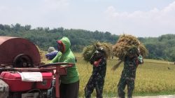 Babinsa Turut Panen Padi, Tak Peduli Kotor dan Gatal Demi Dukung Petani Babinsa Turut Panen Padi, Tak Peduli Kotor dan Gatal Demi Dukung Petani