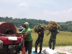 Babinsa Turut Panen Padi, Tak Peduli Kotor dan Gatal Demi Dukung Petani