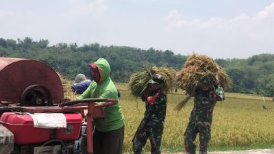 Babinsa Turut Panen Padi, Tak Peduli Kotor dan Gatal Demi Dukung Petani Babinsa Turut Panen Padi, Tak Peduli Kotor dan Gatal Demi Dukung Petani