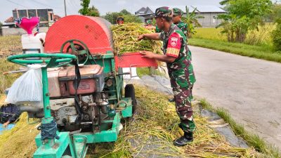 Sukseskan Ketahanan Pangan, Babinsa Bantu Petani Panen Padi Sukseskan Ketahanan Pangan, Babinsa Bantu Petani Panen Padi