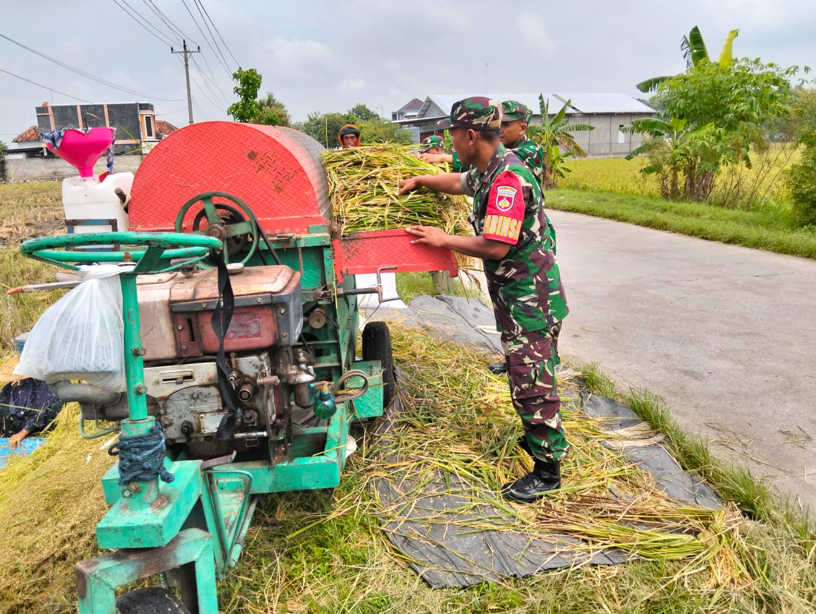 Sukseskan Ketahanan Pangan, Babinsa Bantu Petani Panen Padi