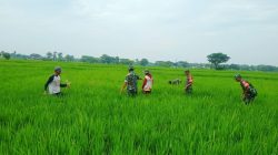 Amankan Padi dari Gulma, Babinsa Turun ke Sawah Dampingi Petani Amankan Padi dari Gulma, Babinsa Turun ke Sawah Dampingi Petani