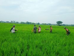 Amankan Padi dari Gulma, Babinsa Turun ke Sawah Dampingi Petani