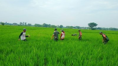 Amankan Padi dari Gulma, Babinsa Turun ke Sawah Dampingi Petani Amankan Padi dari Gulma, Babinsa Turun ke Sawah Dampingi Petani