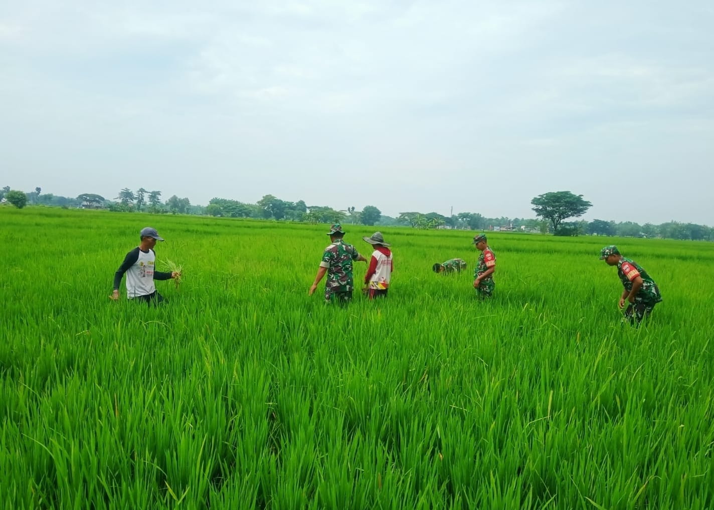 Amankan Padi dari Gulma, Babinsa Turun ke Sawah Dampingi Petani