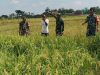 Babinsa Dampingi Petani Pantau Pertumbuhan Padi yang Telah Mengeluarkan Bulir
